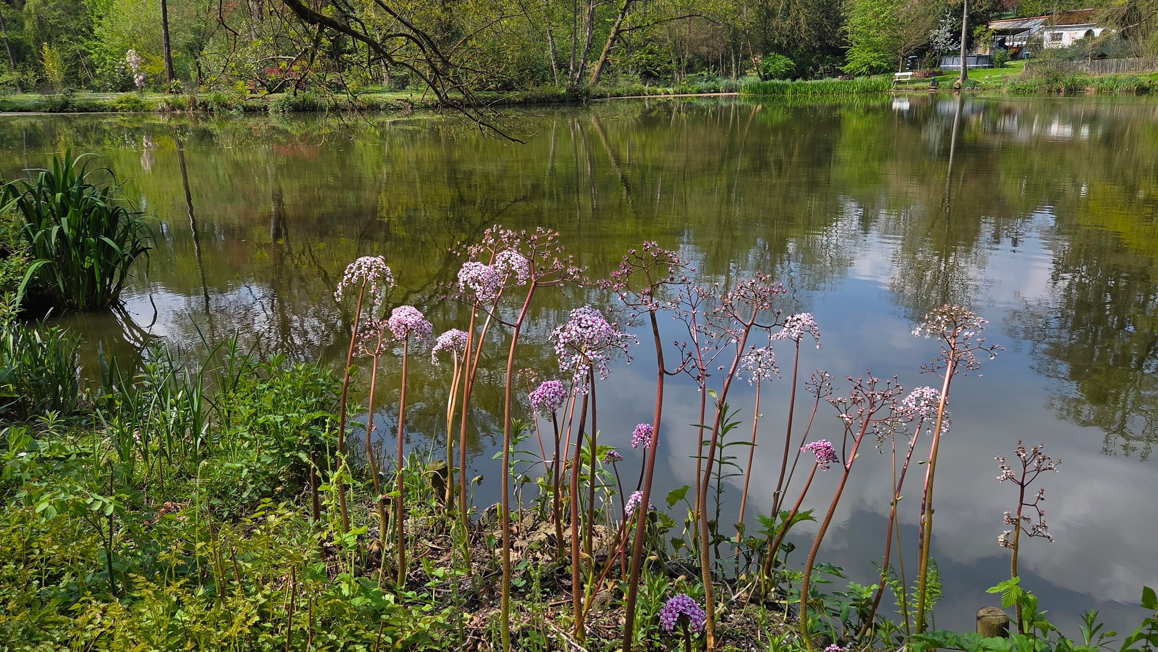 Les Etangs d'Hellébore